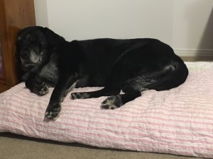 Arrow the guide dog get some well-earned rest on a bed wrapped in Rachel's baby blanket